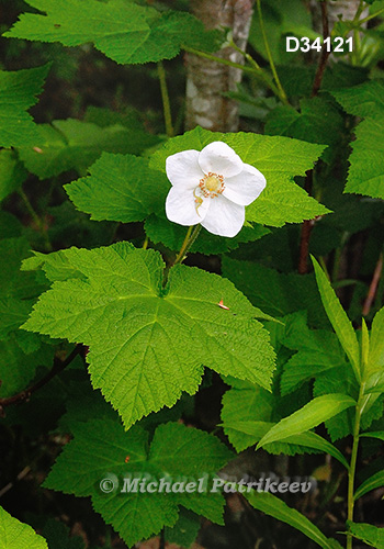 Thimbleberry (Rubus parviflorus)